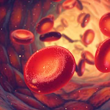 Red blood cells