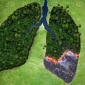 Aerial view of a forest scene in the shape of lungs